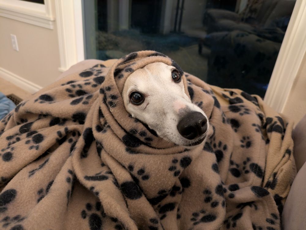 Whippet bundled up in a blanket so only her face is showing.