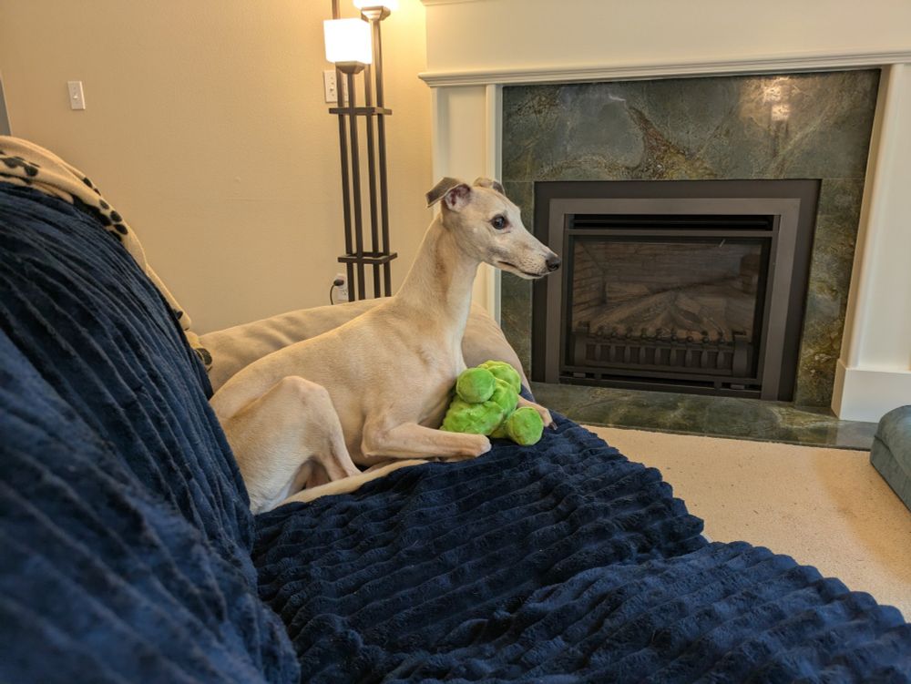 Whippet sitting on a sofa with a soft toy.