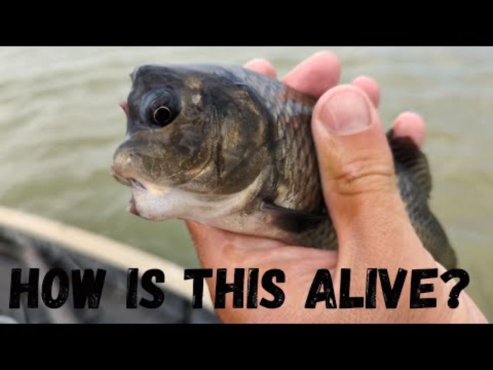 Proof that carp can survive anything....