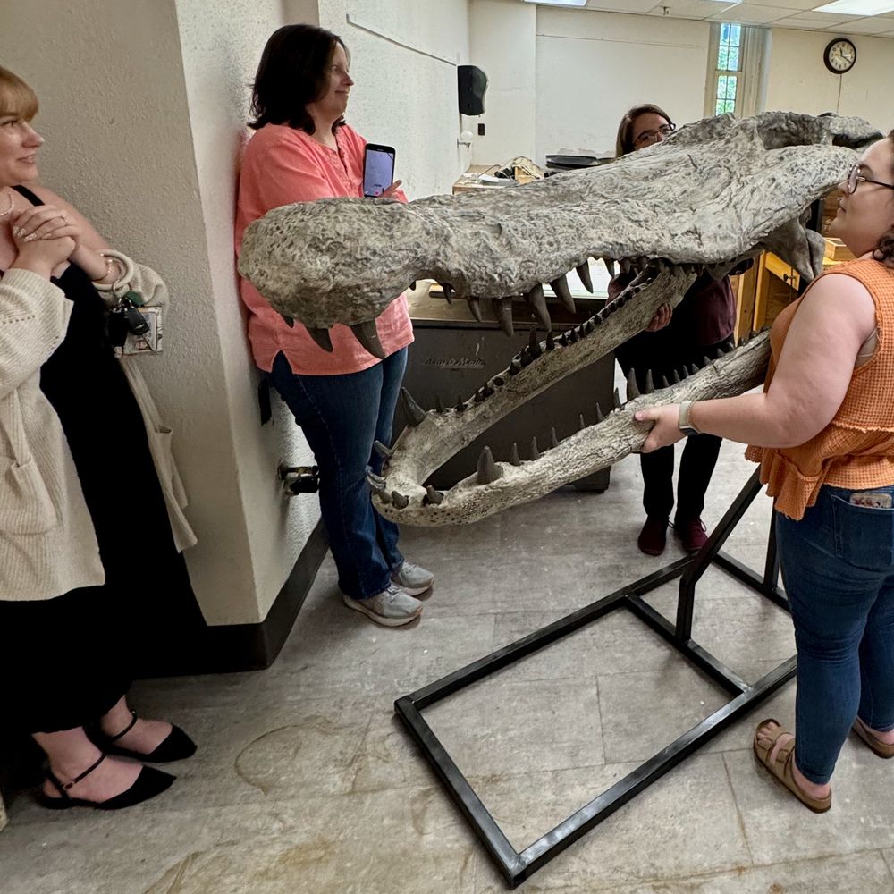 A lifesize reconstructed Deinosuchus skull mount surrounded by several UA Museums staff members.