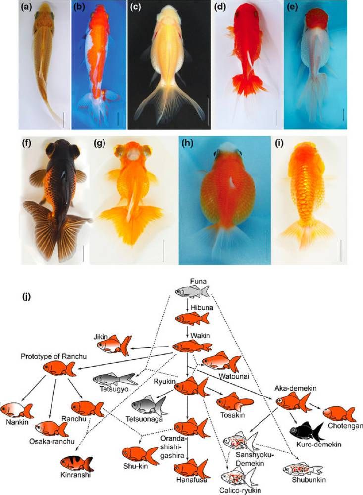Variation of goldfish strains. (a–i) Dorsal views of nine different goldfish strains: (a) the single fin Wakin; (b) duplicated caudal fin Wakin; (c) Ryukin; (d) Oranda; (e) Redcap Oranda; (f) telescope (the ‘black moutan’ strain); (g) telescope (butterfly tail); (h) red-color telescope; and (i) Ranchu. (j) Illustration of Matsui's genealogical diagram.[1] Solid and dotted lines indicate spontaneous mutation and hybridization of different strains, respectively.