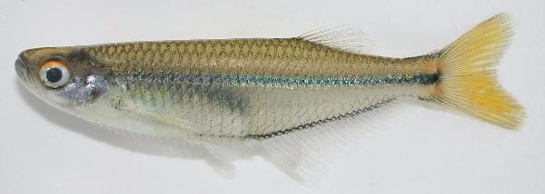 Freshly-preserved specimen of Denticeps clupeoides (SAIAB 748770 from Benin), 42.1 mm S.L. Photo by R. Bills.