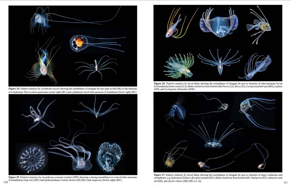 Four composite images showing larval marine fishes that appear to be mimicking noxious or unpalatable invertebrates.