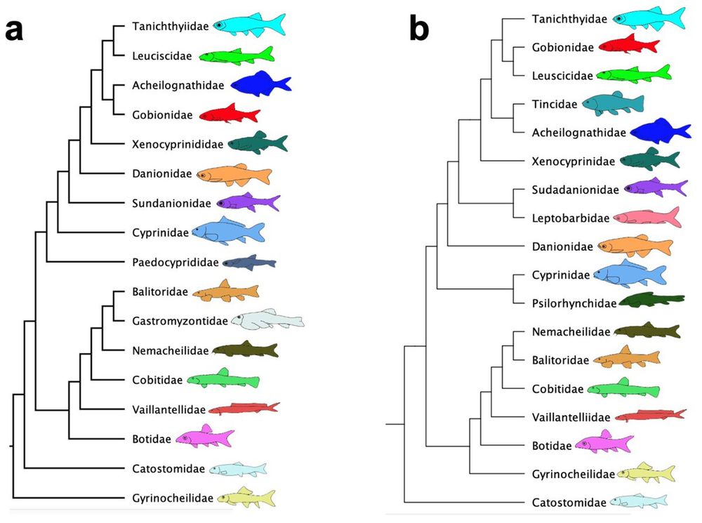 Phylogenetic hypotheses for Cypriniformes. (a) A phylogenomic study using 219 loci and 172 species; (b) phylogenetic study based on six nuclear loci and using 81 species