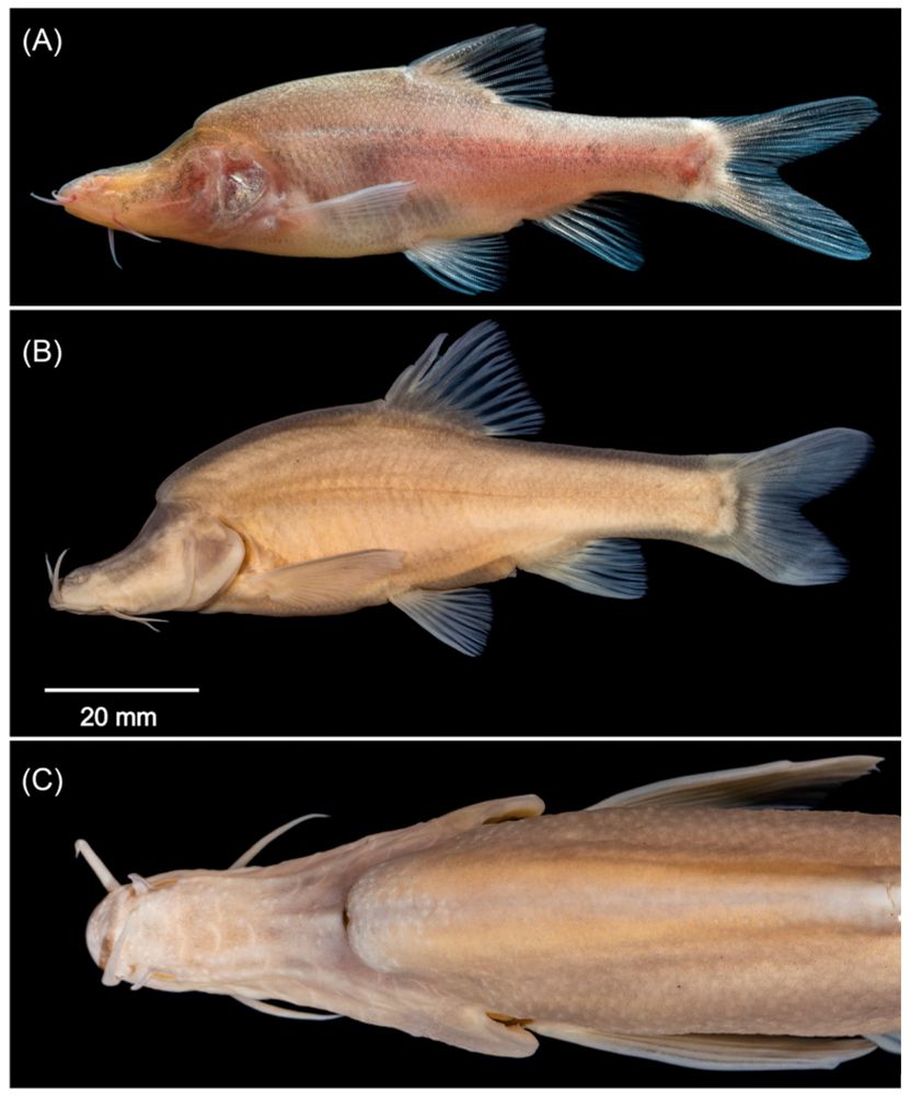 Sinocyclocheilus wanlanensis sp. nov., GXU2020000062, holotype, 86.74 mm SL. (A) Live specimen (not holotype); (B) lateral view of head in preserved specimen; (C) dorsal view of preserved specimen.