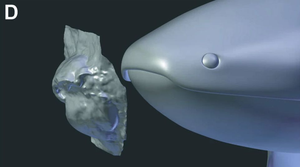 An illustration from a publication showing a comparison of the 3D reconstruction of the snout of a fossil dipnoan fish and the trace fossil made by the snout of this fish.