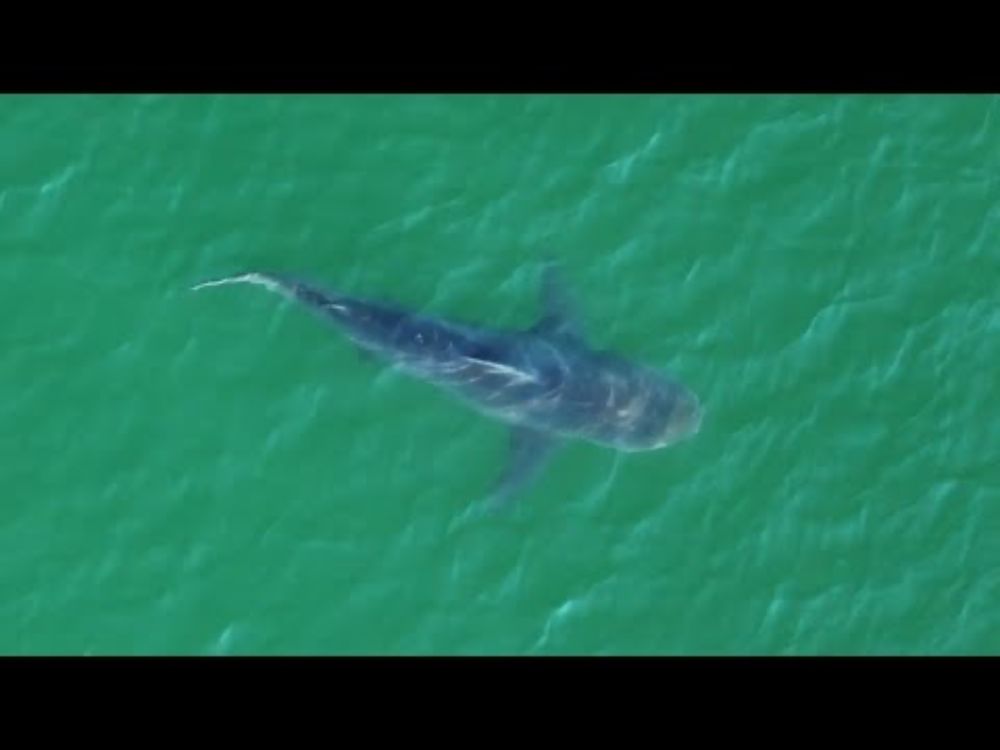 Bull Shark in the Hamptons