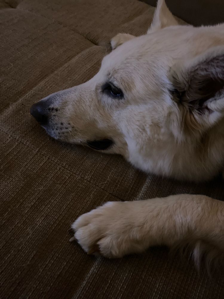 Ein Hundekopf eines weißen Hundes zulegt zwischen den Vorderbeinen.  Es ist recht dunkel. 