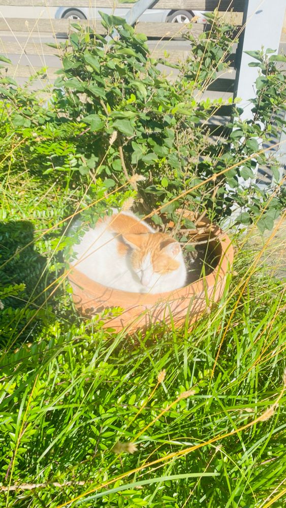Ein Weiß-schwarz gefleckter Kater hockt in einem Pflanzentopf. 