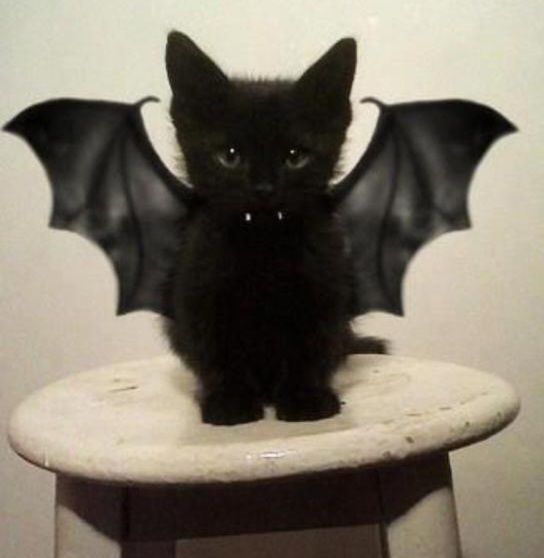 A tiny black kitten with fangs and bat wings. 