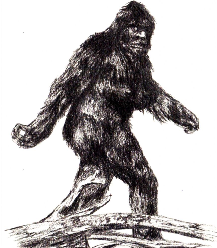 A Sasquatch walking through the woods. Drawing of the well known photo that old people would recognize.