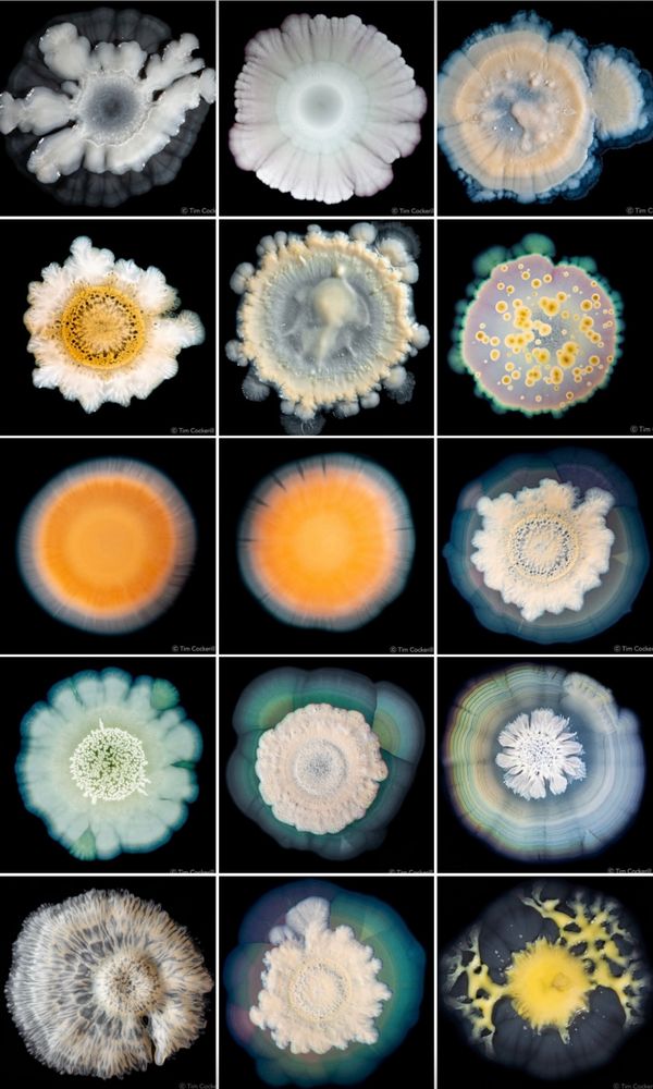 Several images of artistic-looking bacteria photographed by Dr. Tim Cockerill.