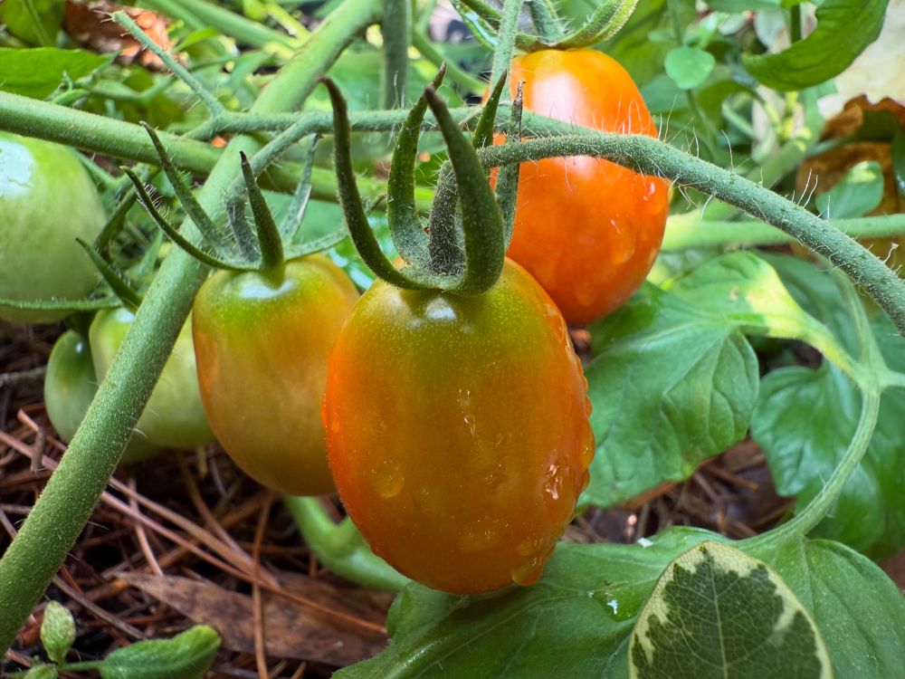 Tomatoes planted by the squirrel who hogs the bird feeder. 