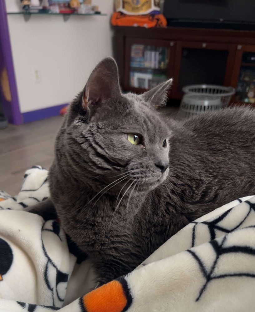 A gray cat on a white blanket
