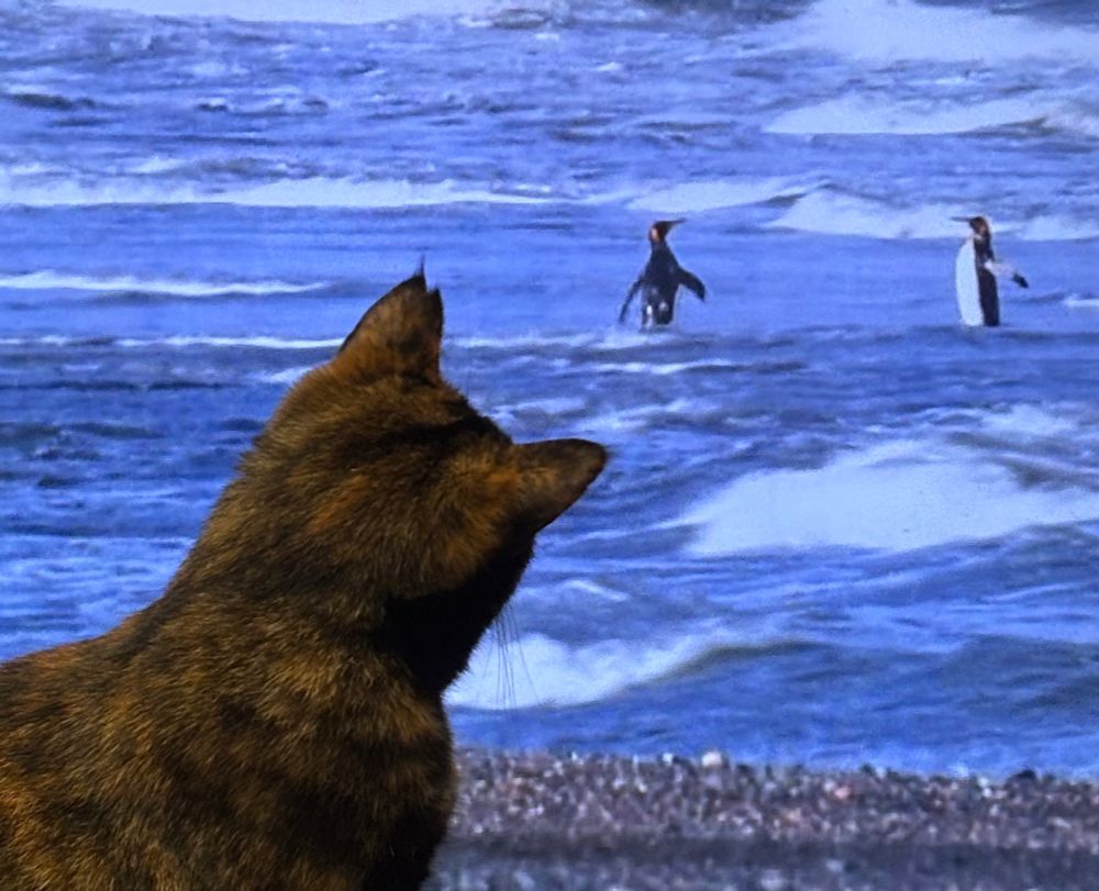 Chimi the cat watches a couple pengins. 