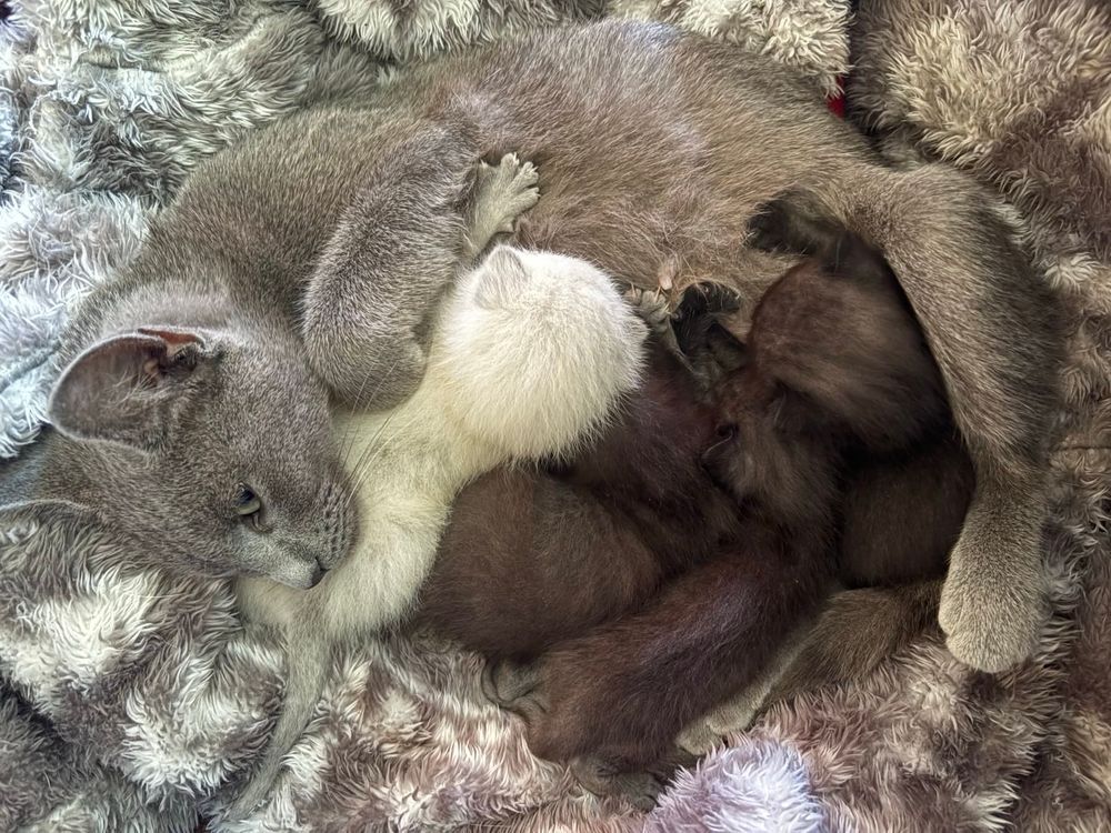 Une chatte grise allongée qui allaite 1 chaton blanc-crème et 3 chatons gris-noir. Ils forment un amas de fluff dans un camaïeu de gris.