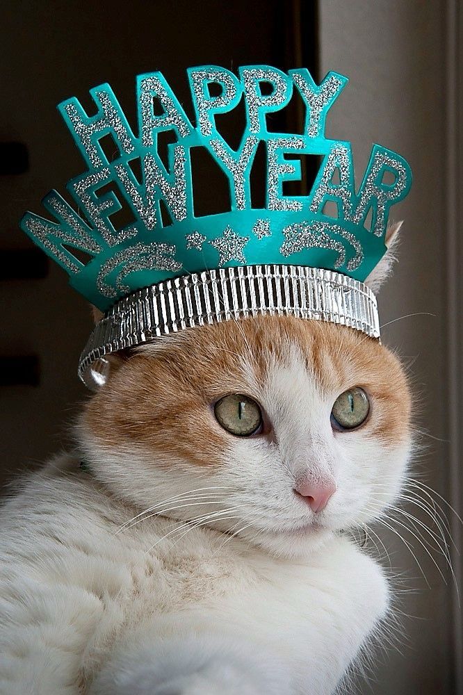 Chat blanc et roux regardant au loin et portant une sorte de couronne « happy new year » verte à paillettes argentées lui donnant un air majestueusement royal.
