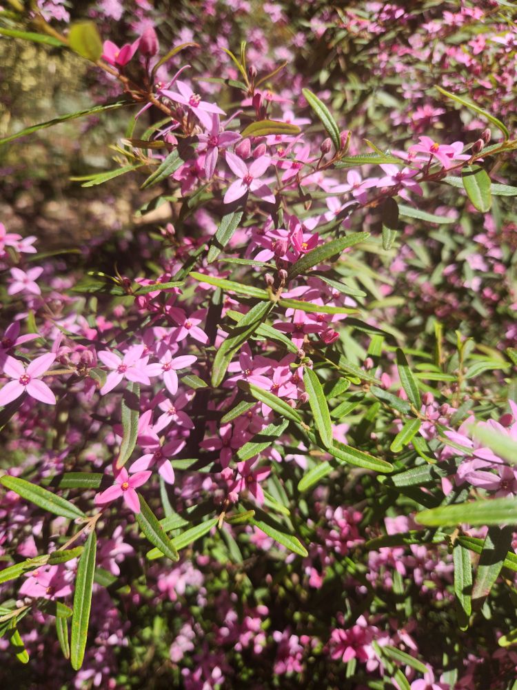 Indigenous Australian wildflowers 
