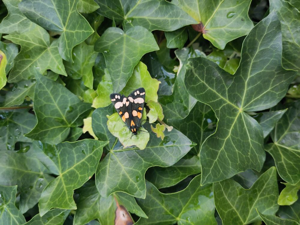 A scarlet tiger moth on ivy leaves