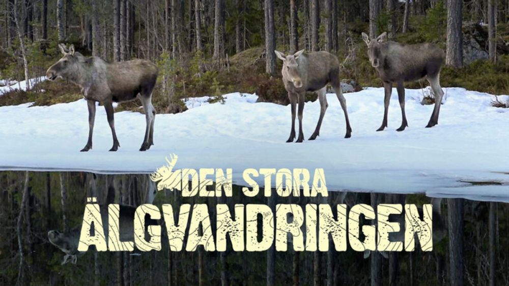 Den stora älgvandringen – Idag 00:00