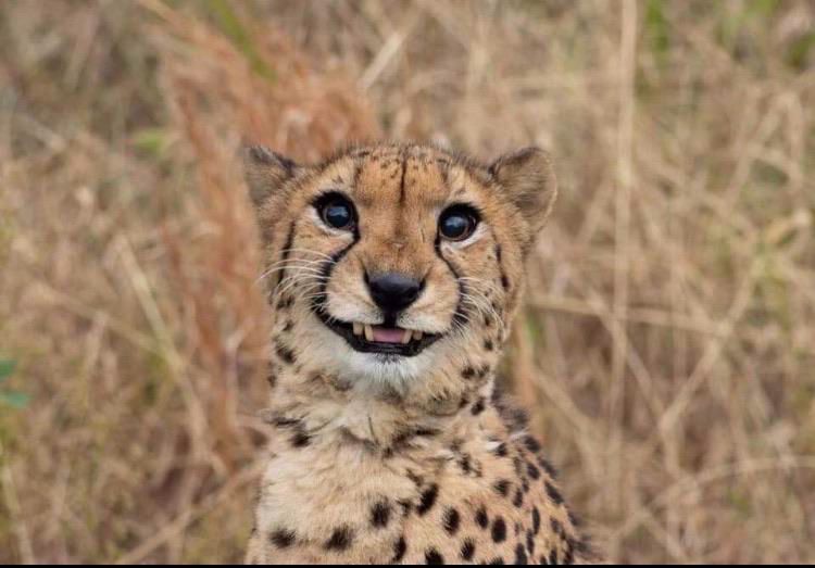 A awkward cheetah grin.
