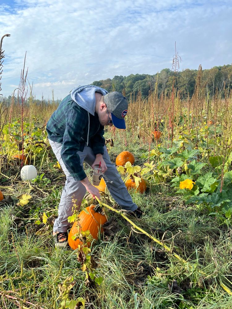 Husband is examining a pumpkin in a pumpkin patch.