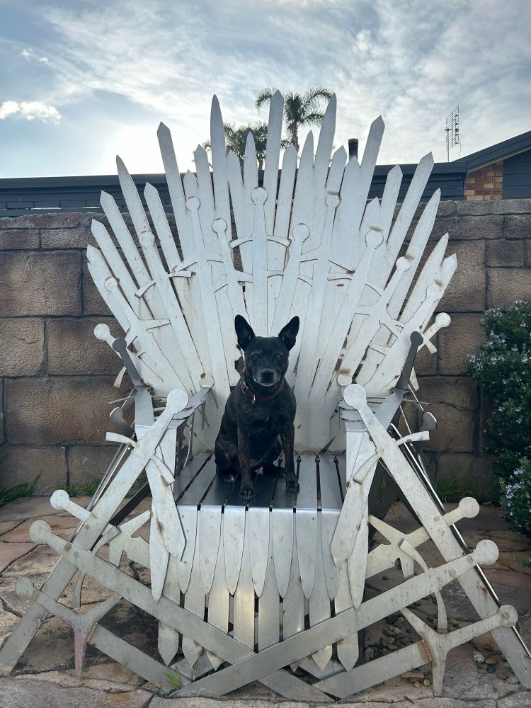 Brindle staffy X sitting on a Game of thrones type throne 
