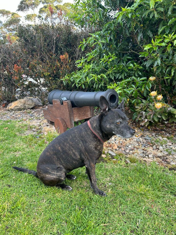 Brindle staffy sitting in front of a small canon 