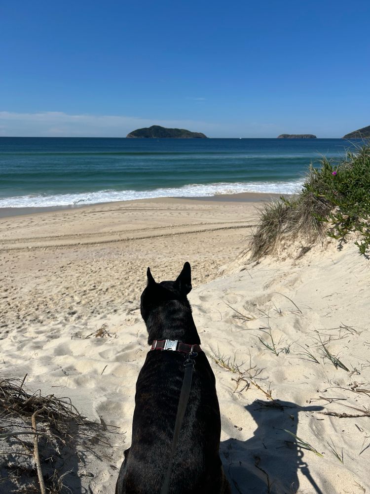 The staffy is closer to the edge. The beach below is a darker cream colour. A second smaller island can be seen.