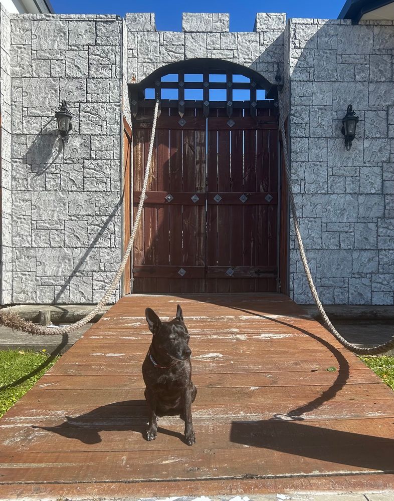 A brindle staffy sitting on a drawbridge before castle doors 