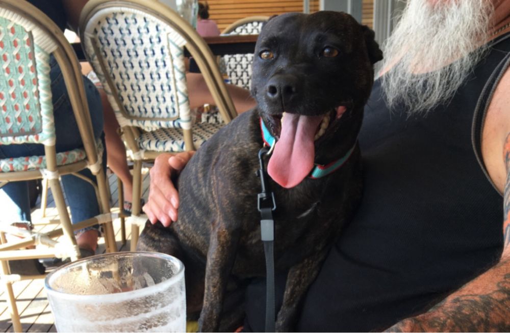 A brindle Staffy is sitting on her dad‘s lap. It is a hot day and her tongue is hanging right out.