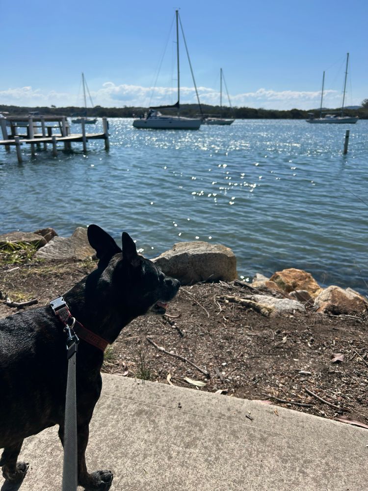 Little Brindle Staffy  standing beside the water boats in the background sunshine on the water