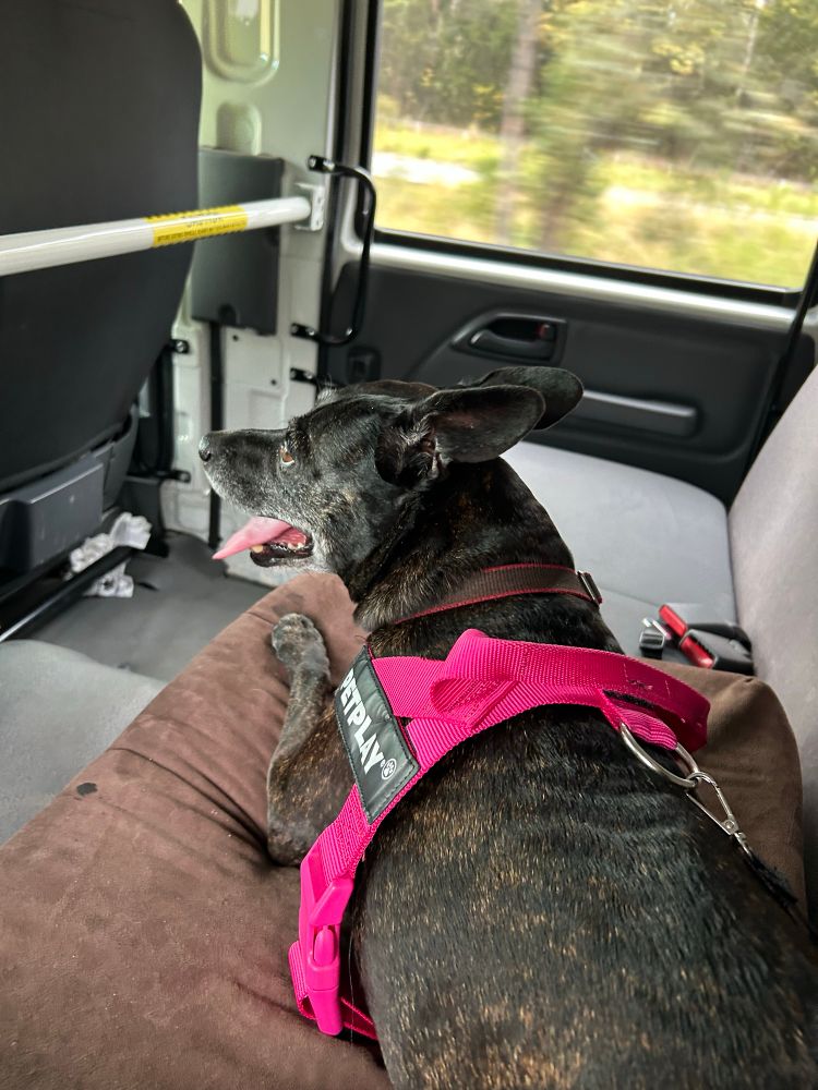A little brindle staffy X wearing a pink harness and sitting on a brown cushion in the back of a twin cab truck.