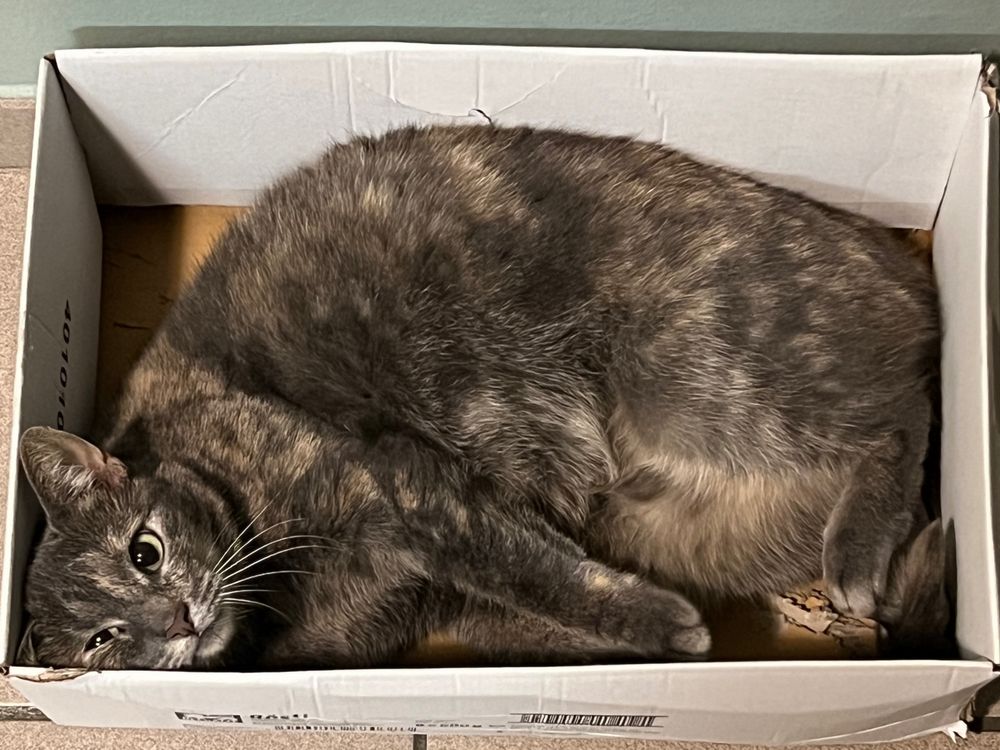 This is Ritsu, she is a tortoise cat meaning she is a mix of patterns and her color is brownish to grey.
She is laying in a box, she fits perfectly.
I also want to add she is almost fully deaf.