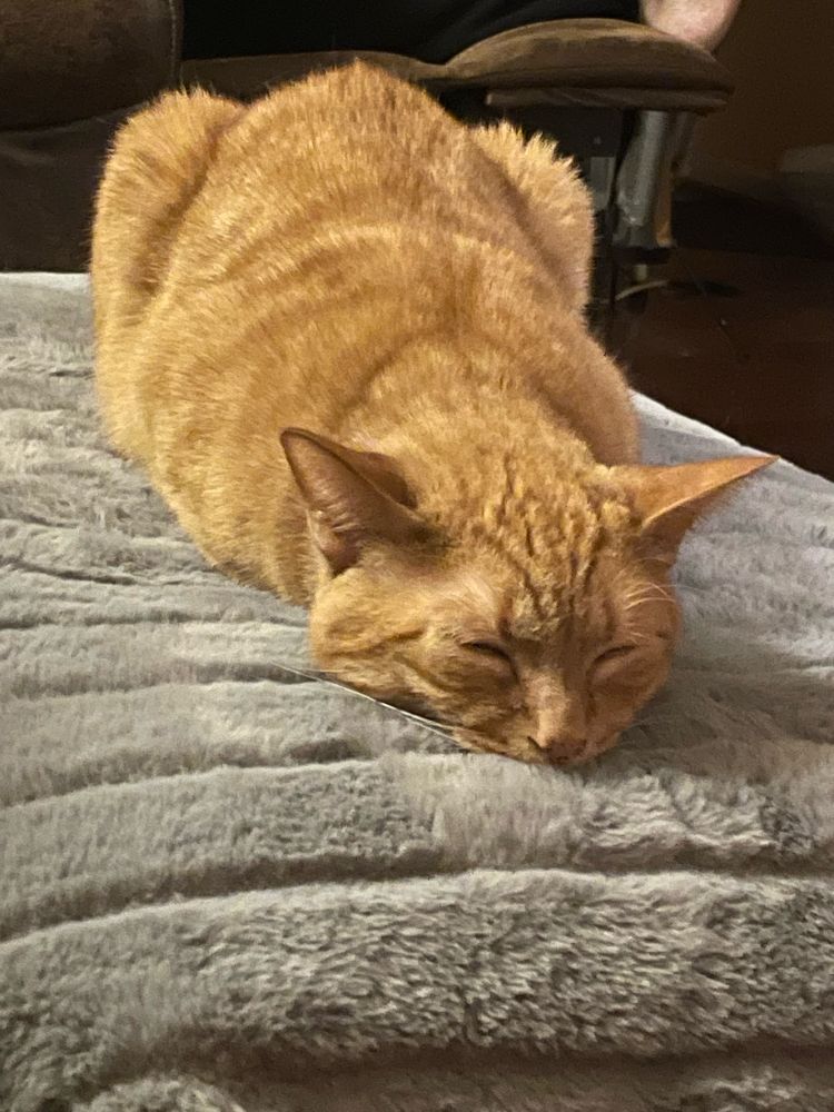An orange cat asleep on his stomach on a fluffy grey blanket