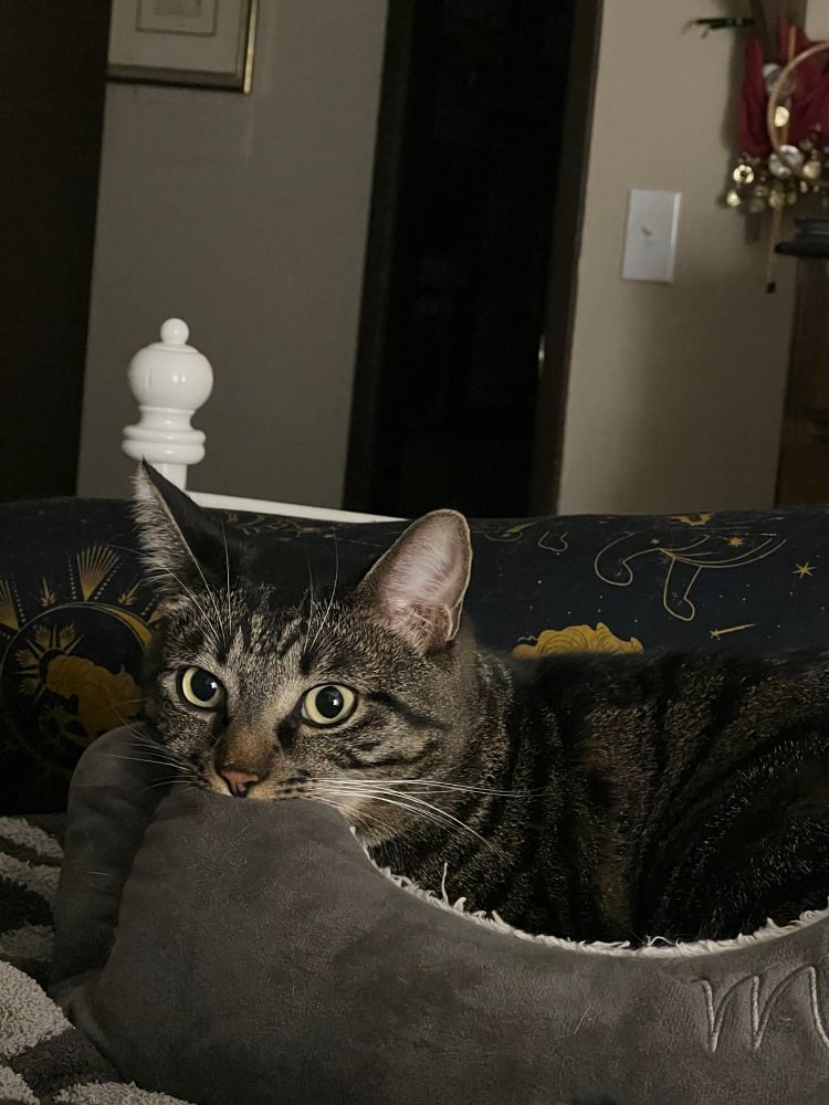 A brown tabby cat with green eyes is resting comfortably in his grey furry cat bed- with his front teeth happily and cozily chomped in the edge his head is resting on. 