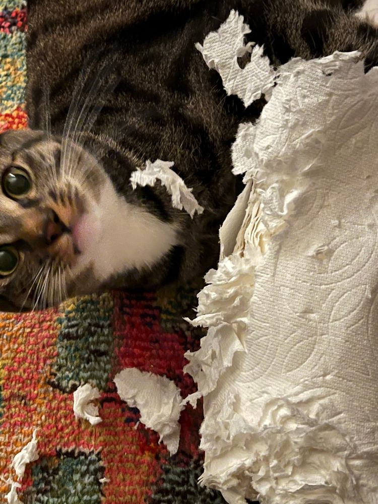 A brown tabby cat named Beetle, with big wide innocent seeming eyes peers intently at the camera from behind a paper towel roll that he has massacred. A big Bit of paper towel carnage is stuck on him, with three other shredded bits on the carpet. He is almost out out of frame, so it’s mostly his white chin and chest, his adorable nose and whiskers, his innocent (ha) eyes, and the paper towel roll- shredded along one edge and the top, with obvious tooth puncture marks along the roll.
He swears it wasn’t him.