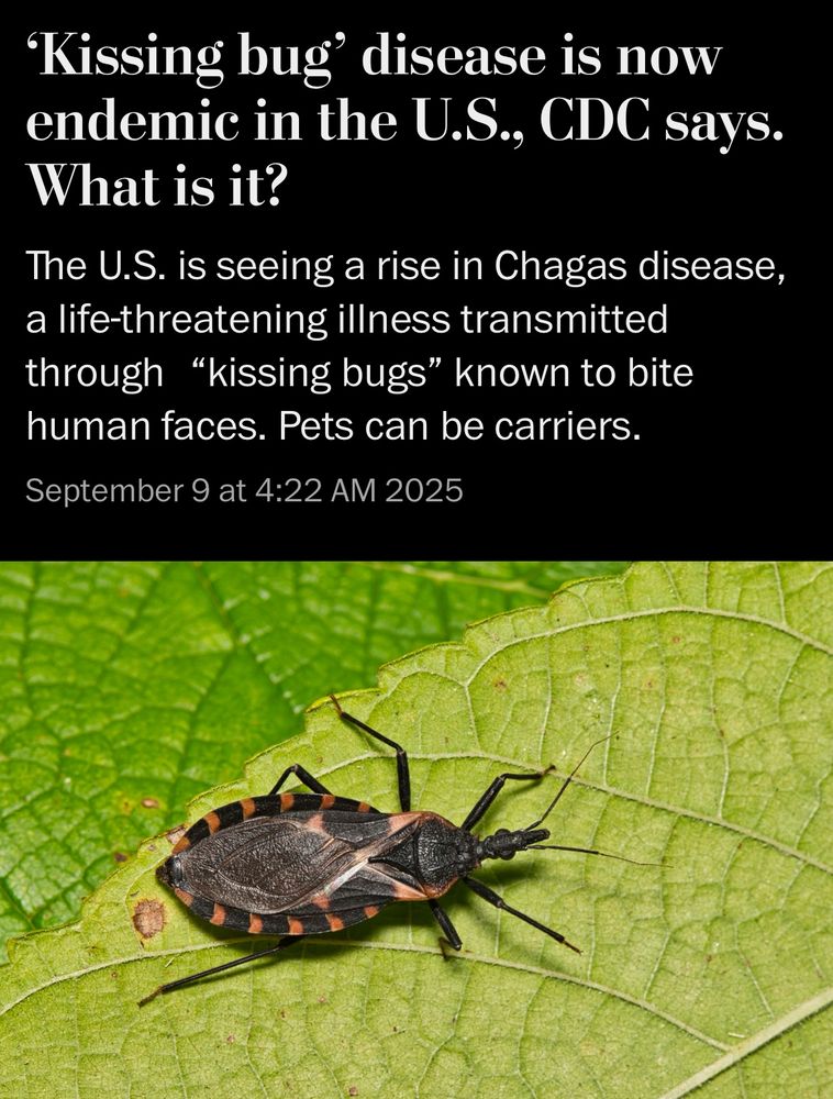 ‘Kissing bug’ disease is now endemic in the U.S., CDC says. What is it?
The U.S. is seeing a rise in Chagas disease, a life-threatening illness transmitted through “kissing bugs” known to bite human faces. Pets can be carriers.