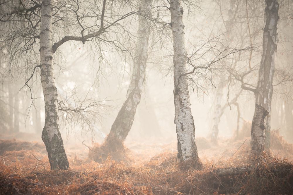 A collection of silver birch trees backlit with some lovely soft early morning light coming through the mist 
