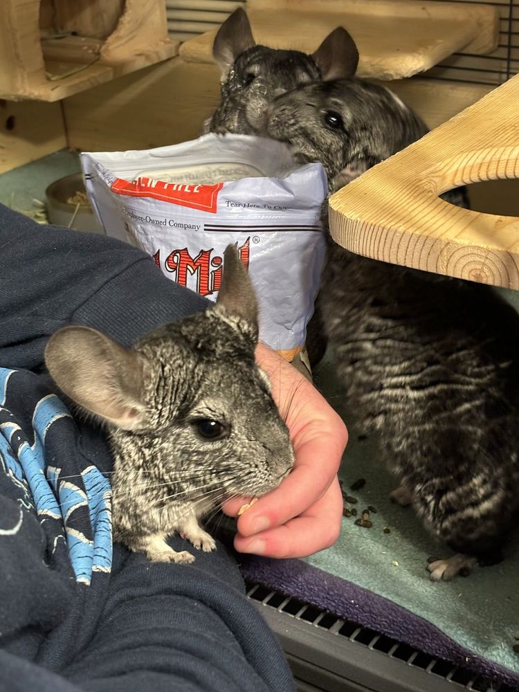 Three chinchillas eating treats