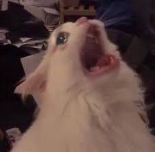 meme image of a cat wailing and crying lmao