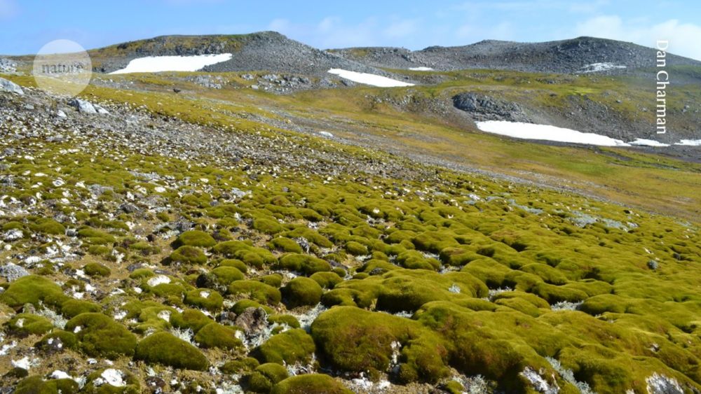 Believe it or not, this lush landscape is Antarctica