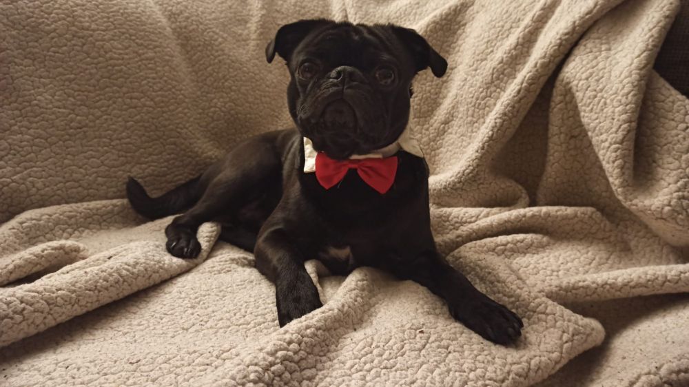 Schlanker, schwarzer Mops, liegend, ohne Nasenfalte, dafür mit Schnauze, weißem Kragen und roter Fliege.