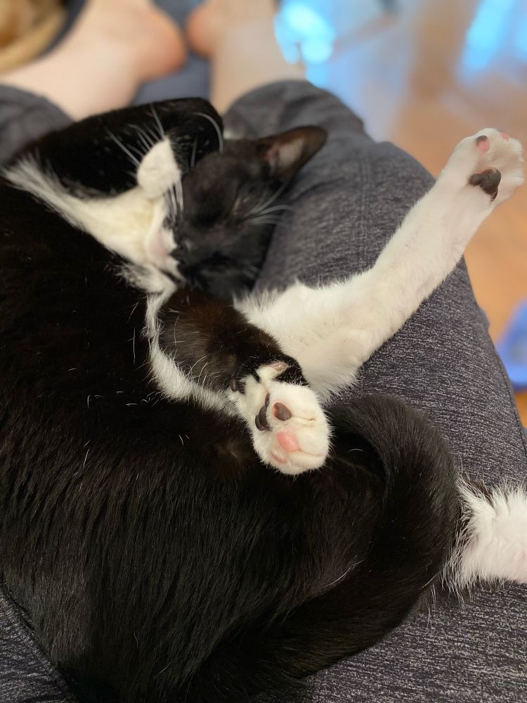 Tuxedo cat sprawling with tow beans up