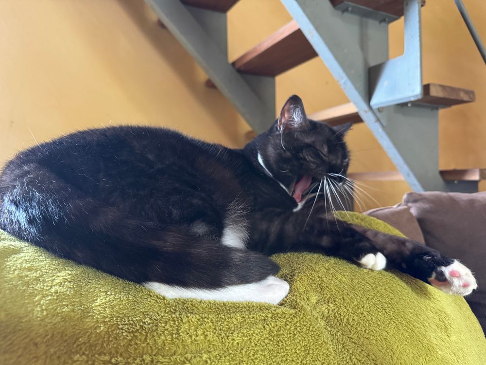 Barbara, une petite chatte noire et blanche de 2 ans, en train de bailler allongée sur une couverture 