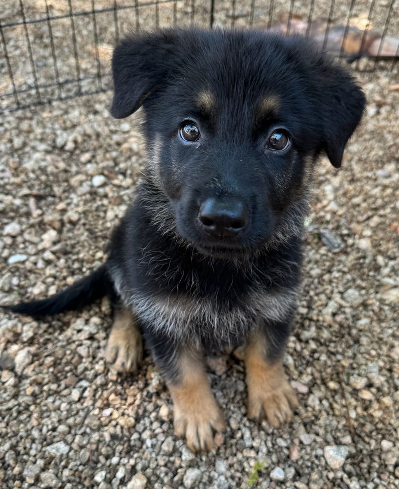 A photo of a black and tan 8 week old German shepherd puppy. They are looking at the camera while sitting in the yard. 