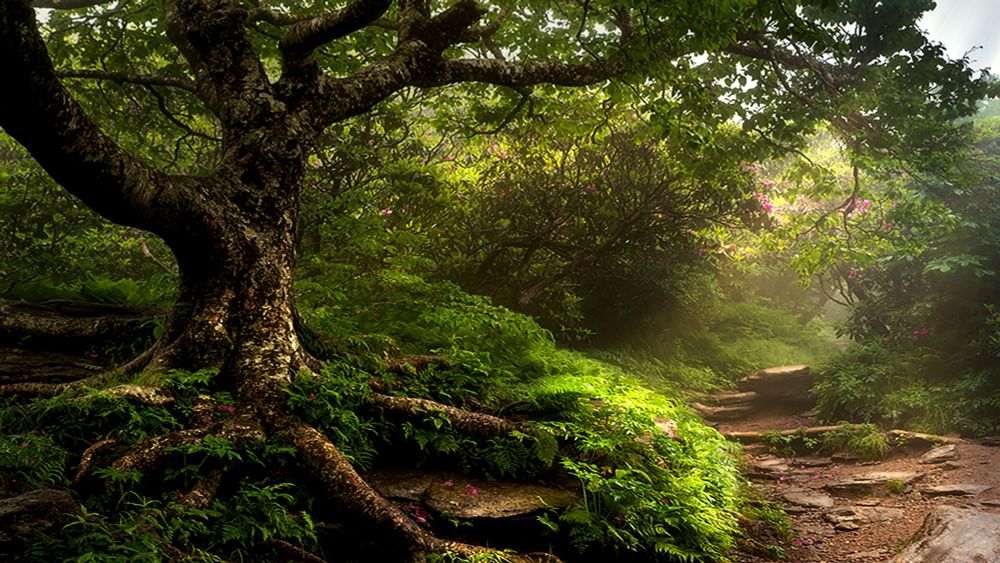 Fine art photograph of a misty train deep in the Blue Ridge Mountains NC  in Craggy Gardens. 