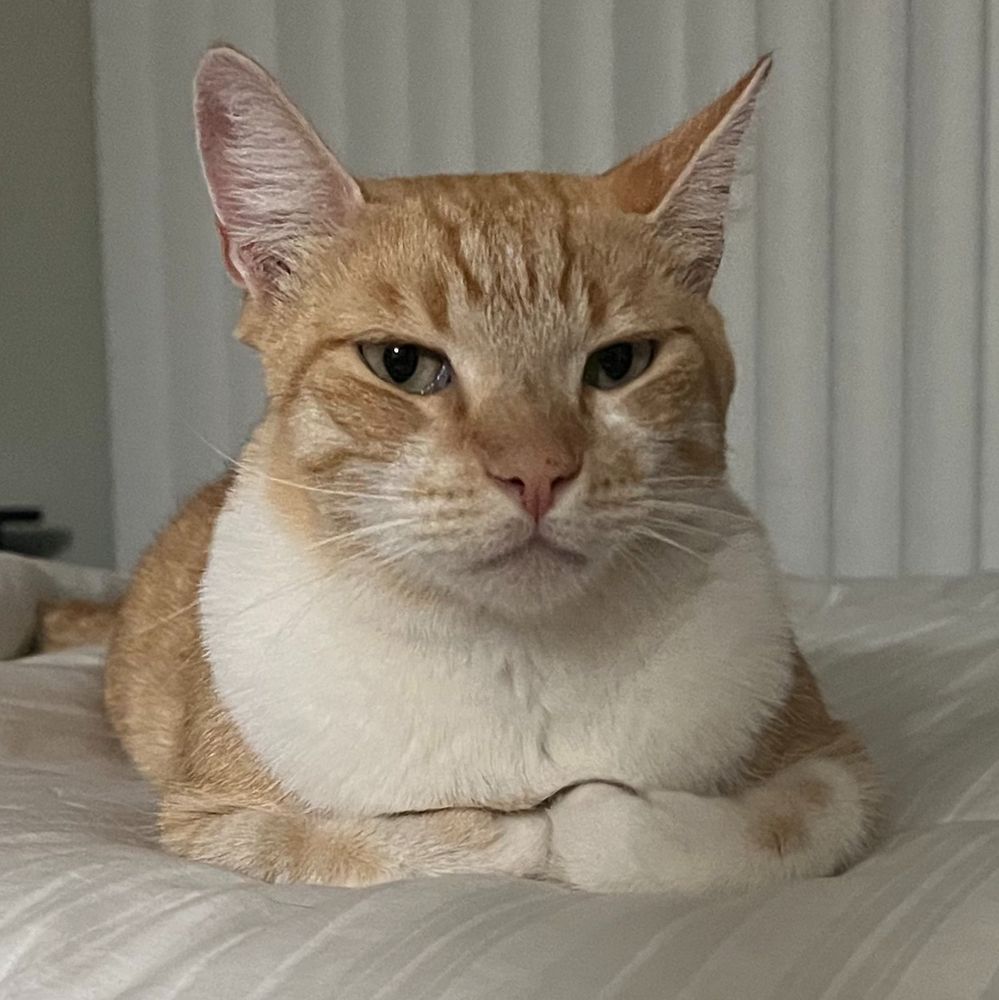 ginger and white short haired cat loafed up on a white comforter. his front legs tucked up with paws under his chest. he appears a bit disgruntled. his ears are upright.