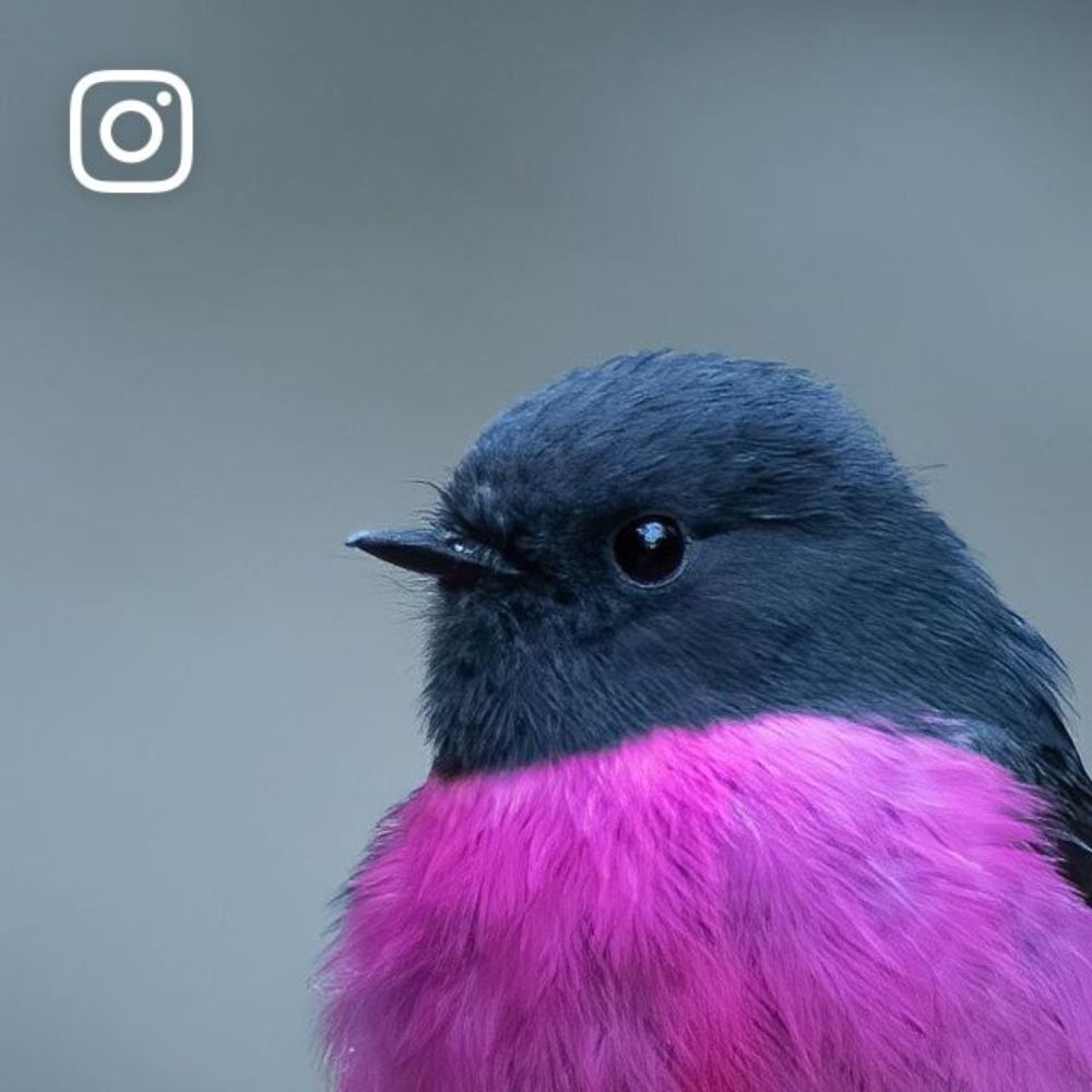 Ravi Arora auf Instagram: "Mr. Pink to settle your mood for Monday blues
.
.
.
.
.
.
.
.
.
.
#nuts_about_birds
#nuts_about_wildlife 
#birdselite 
#birds_perfection
#nikonaustralia
#best_birds_of_ig
#b...