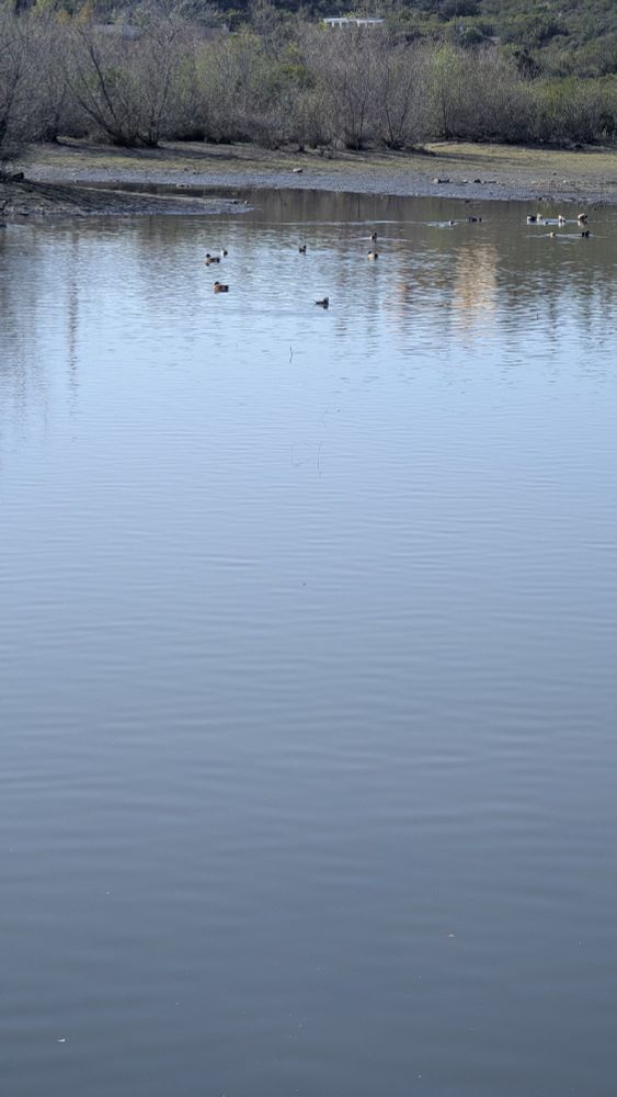 Water with some ducks
